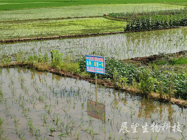 优质稻生产基地