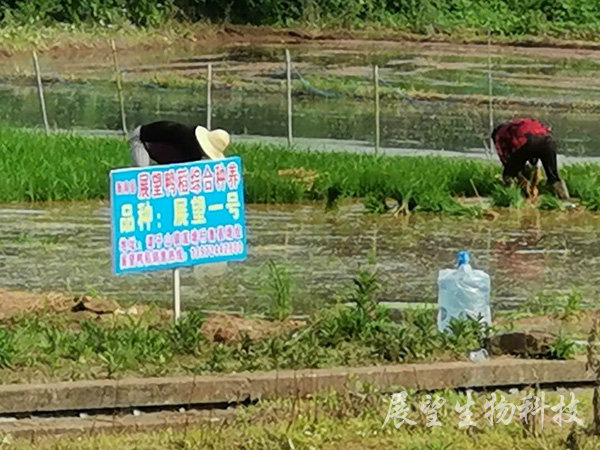 优质稻生产基地